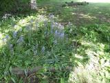 image number IMG_3325